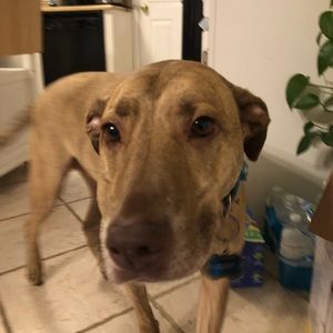 Meet your Posher, Shannon